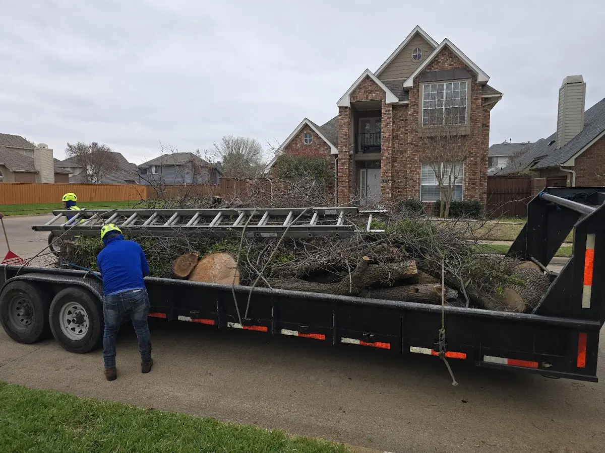 Expert Tree Fertilization with proper safety equipment in Willington